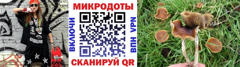 Купить где  Райчихинск  Галлюциногенные грибы Psilocybe 